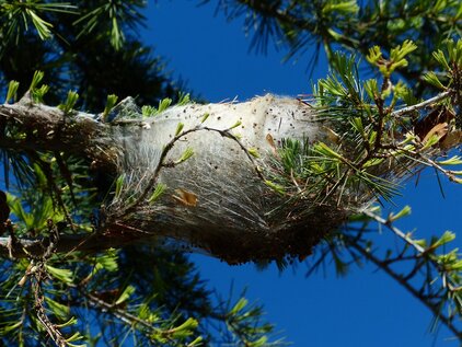 Photo d'un nid de chenilles processionnaires sur une branche d'un pin