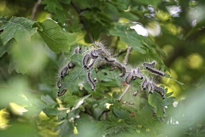 Photo d'un nid de chenilles processionnaires sur une branche d'un chêne